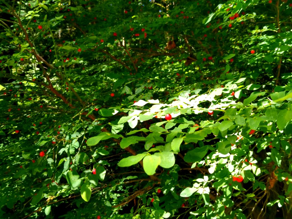Huckleberries at Verlot, Mt. Baker-Snoqualmie National Forest. Photo taken by Anne Vassar July 26, 2020