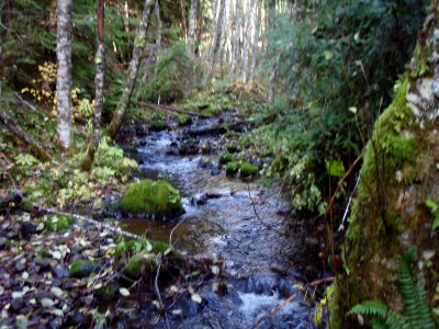 Happy Creek, East Fork