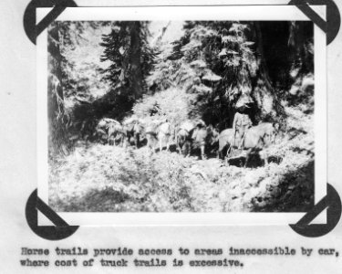 Horse Trail with Pack String