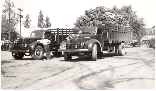Fire trucks with equipment for 250 men en route to Malheur Fires, 1939