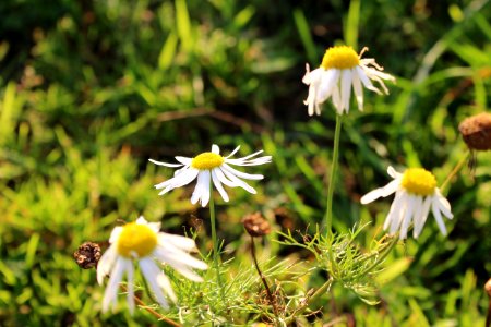 Marguerite photo