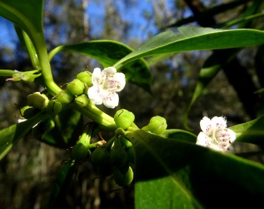 Spring flowers photo