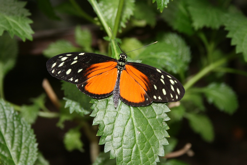 Orange nature green