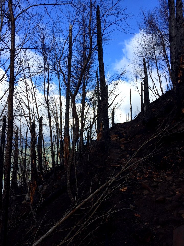 Angels Rest Trail badly burned, photo taken US Forest Service early October 2017.