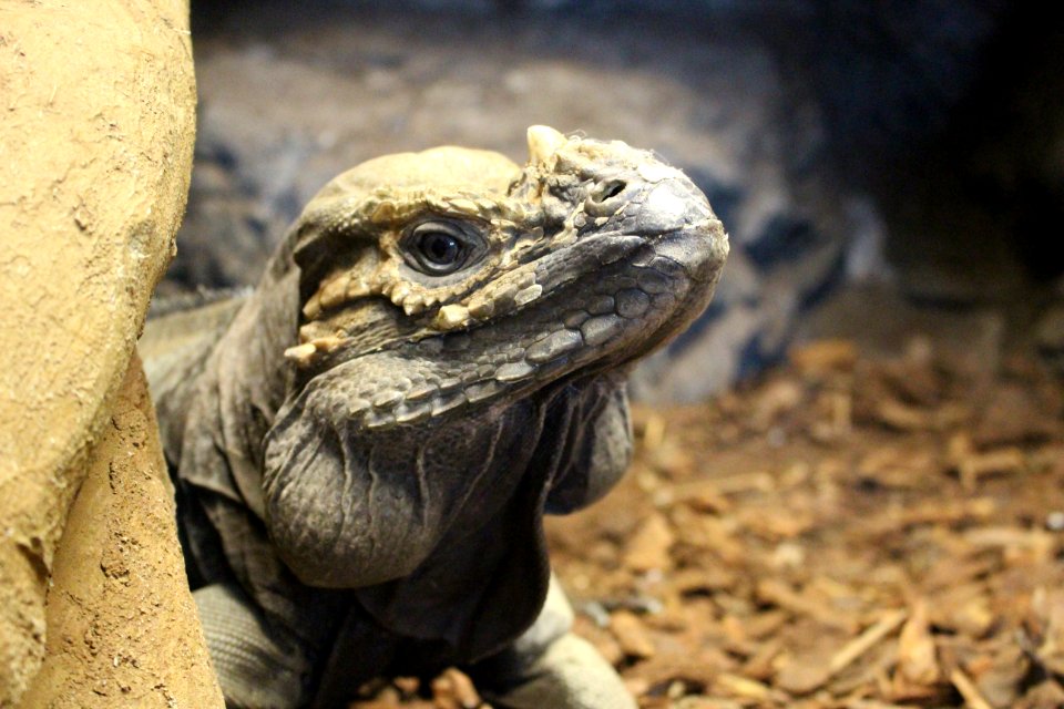 Iguana