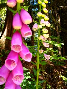 Foxgloves at the Verlot Service Center, Mt. Baker-Snoqualmie National Forest. Photos by Anne Vassar, June 22, 2020.