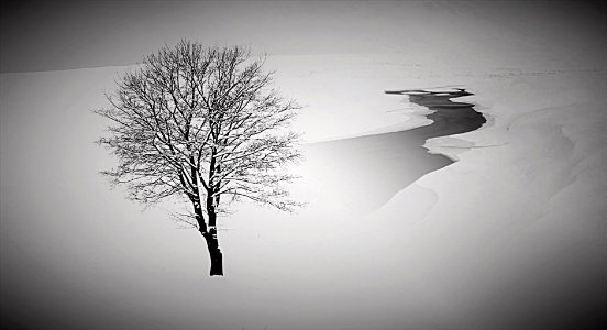 l'albero  della neve