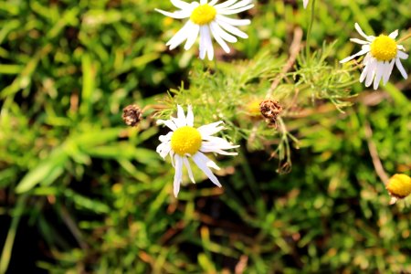 Marguerite photo