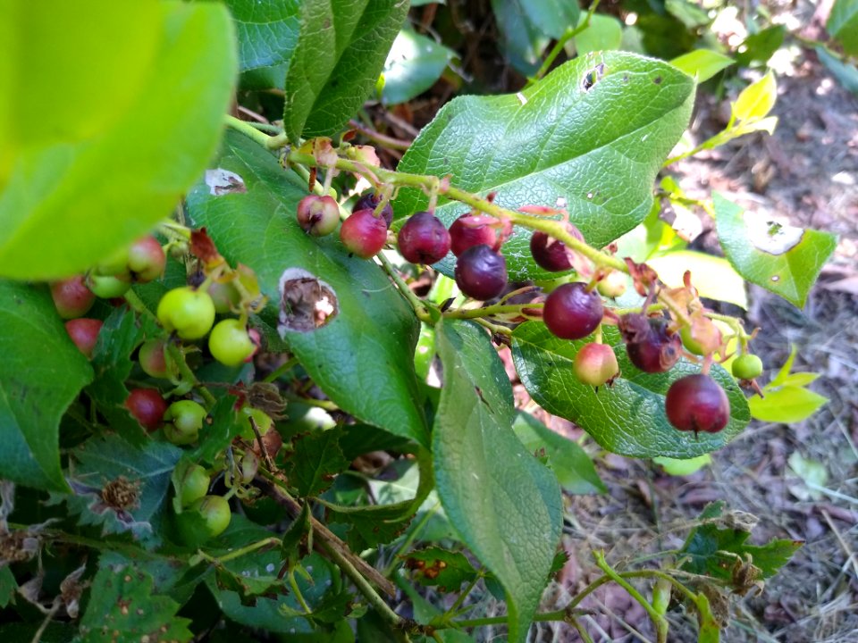 Salal at Verlot, Mt. Baker-Snoqualmie National Forest. Photo taken by Anne Vassar July 26, 2020