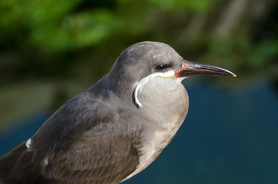 Beak feathers bird's head peninsula