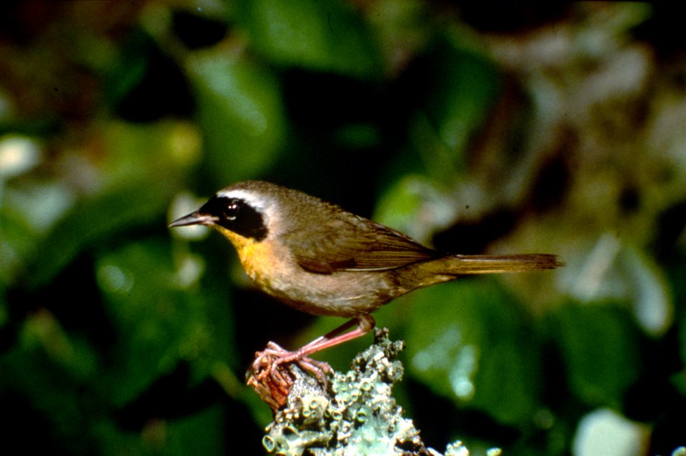 Common yellowthroat.jpg