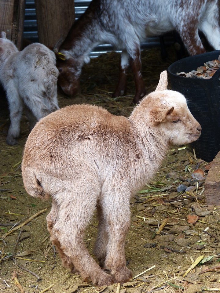 Breeding newborn teddy