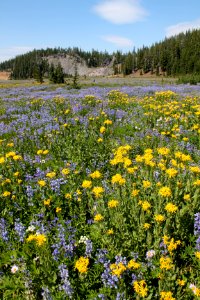 Wildflowers along the Pacific Crest Trail, Three Sisters Wilderness on the Willamette National Forest