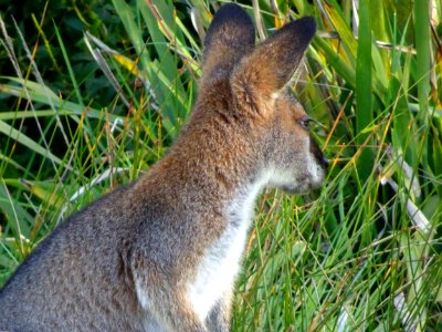 Furry and friendly wallaby