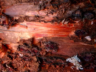 Norfolk pine bark photo