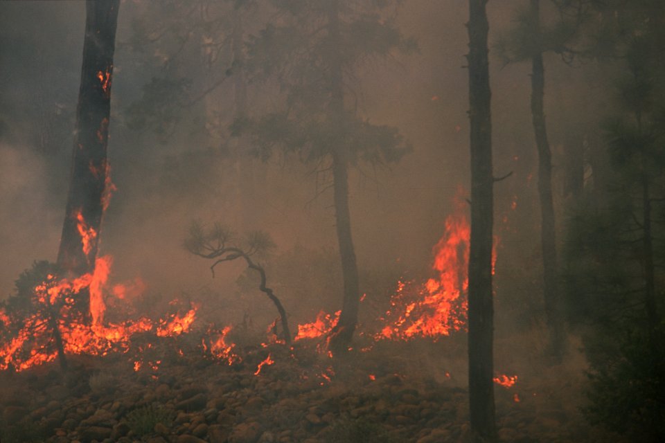 123 Rogue River-Siskiyou National Forest Biscuit Fire