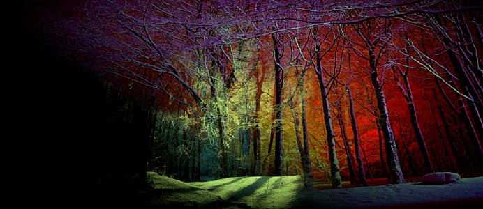 il bosco di  Natale