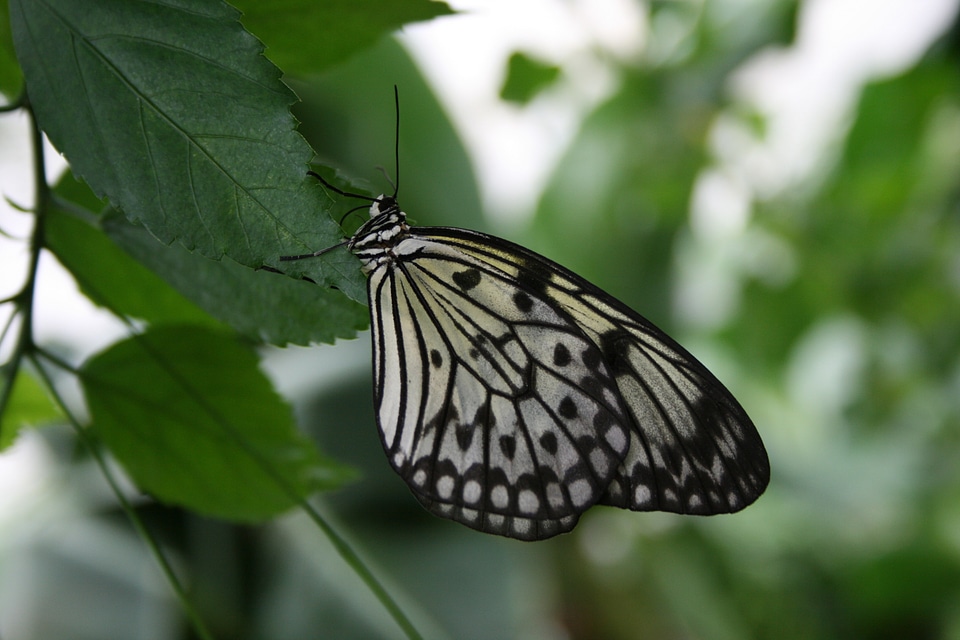 Butterfly contrast nature