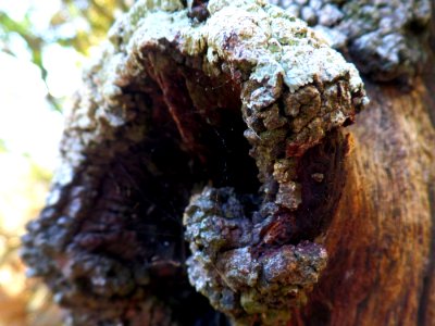Lichen and spiderweb