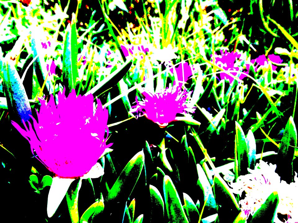 Pretty undergrowth