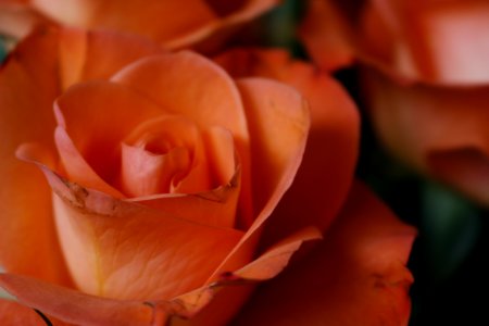 Roses close up photo