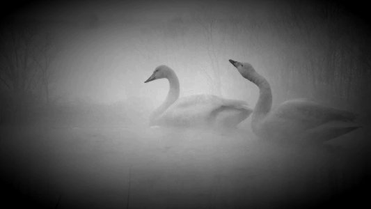 i cigni nella nebbia