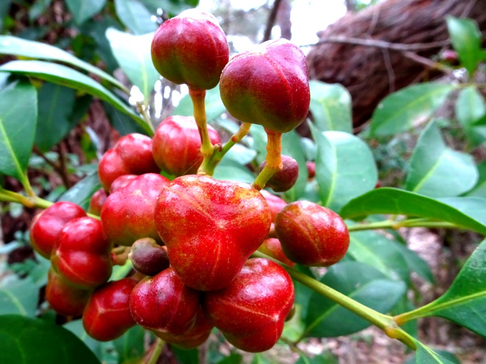 Red winter berries