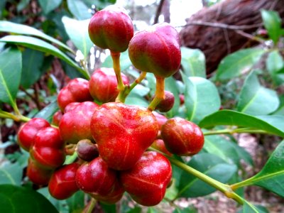 Red winter berries photo