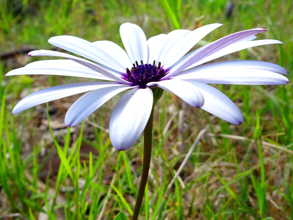 Sweet as a daisy
