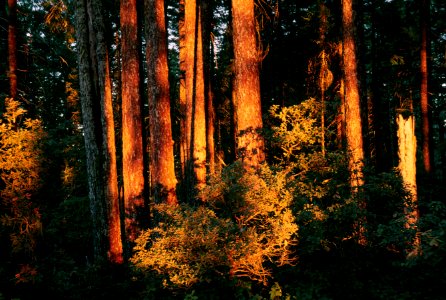 Sunset in Forest,  Rogue River-Siskiyou National Forest.jpg