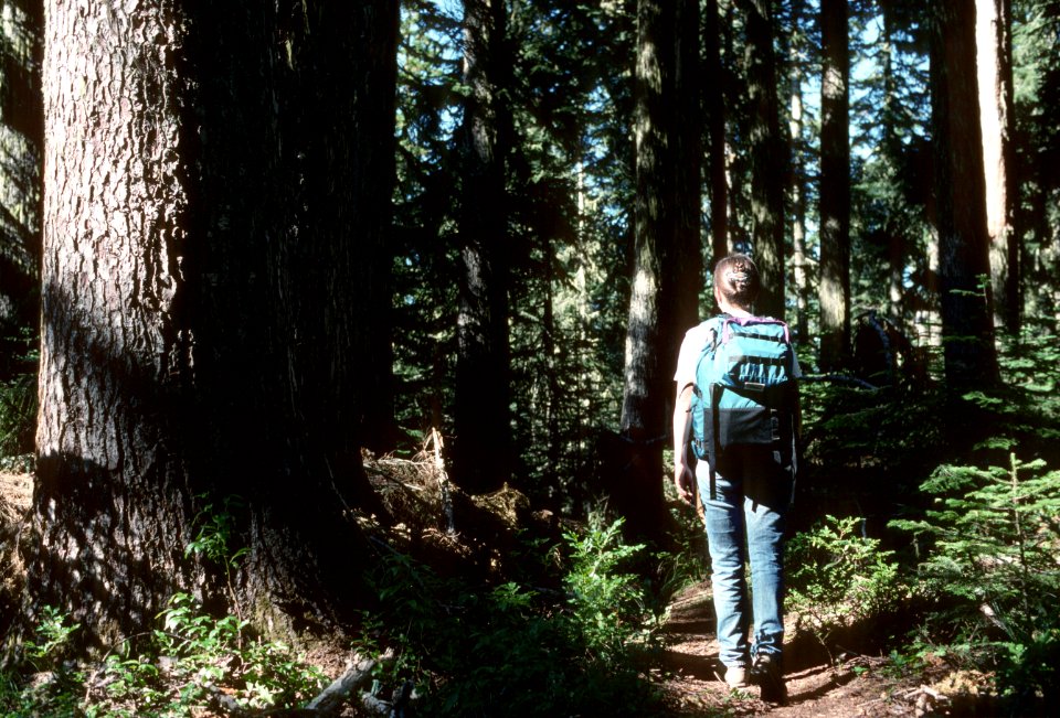 Hiker hiking old growth Forest trail Mt Hood National Forest.jpg