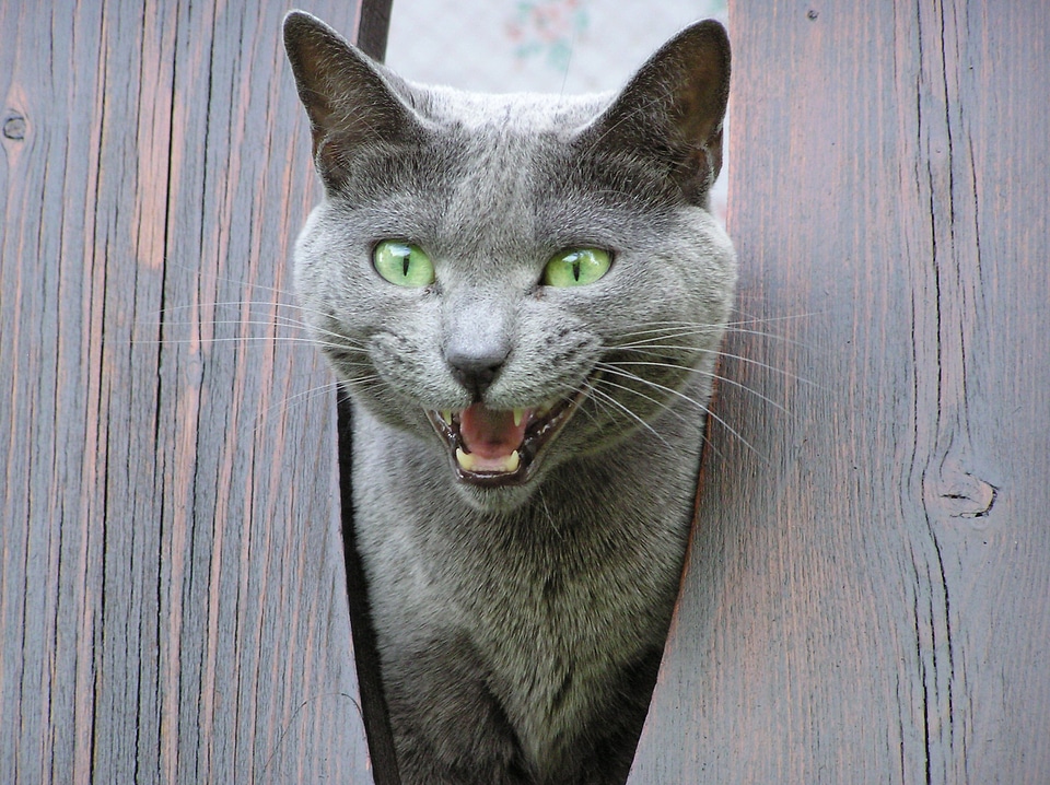 Company domestic grey