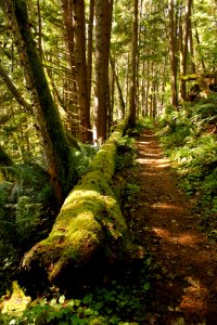 Harts Cove Trail on the Siuslaw National Forest