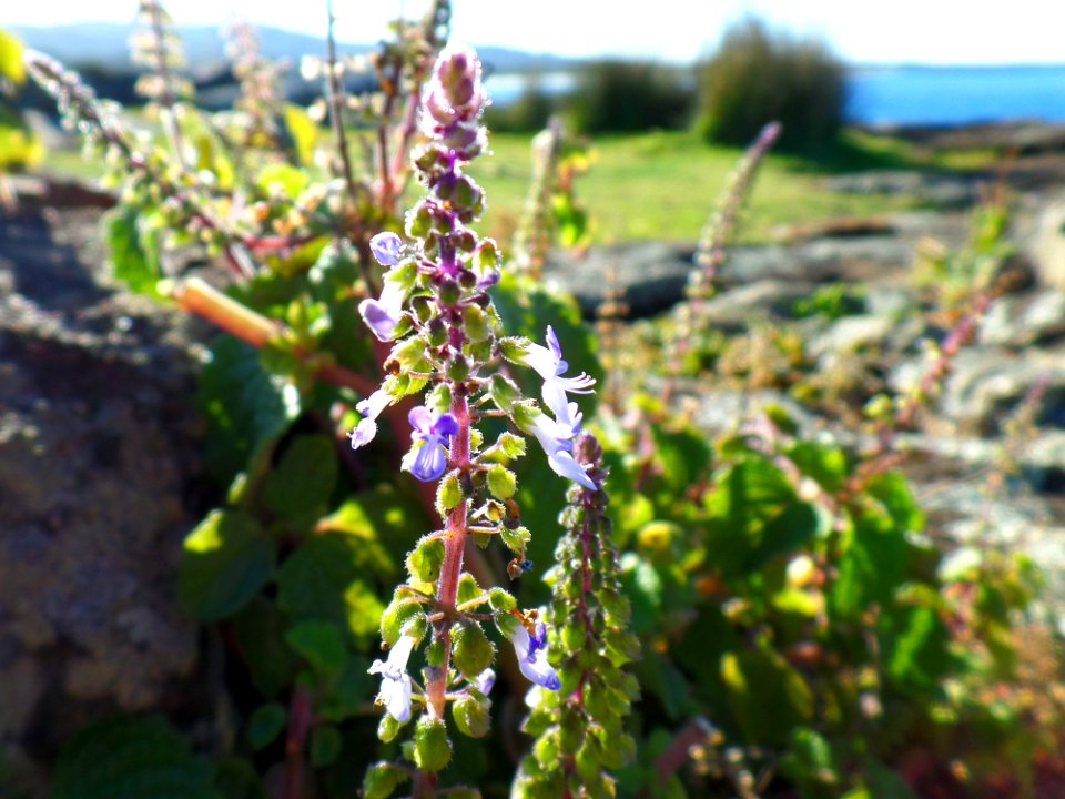 Bunch of flowers on the rocks photo