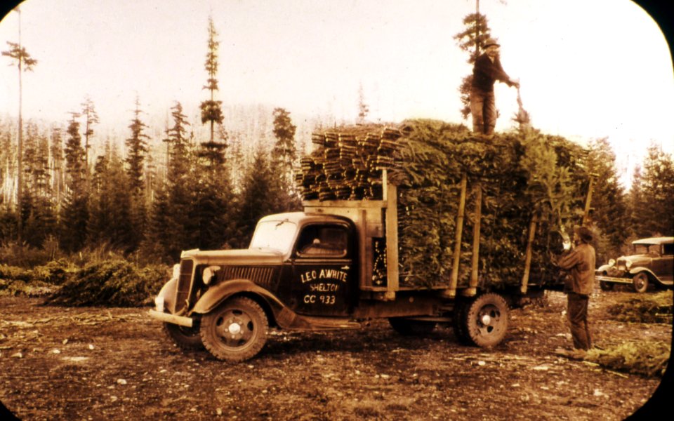 358180 Christmas Trees, Olympic NF