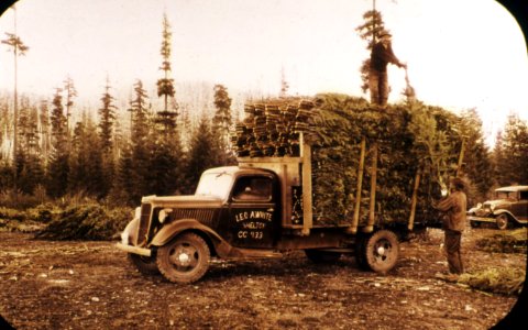 358180 Christmas Trees, Olympic NF