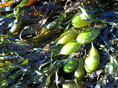 Sandy seaweed photo