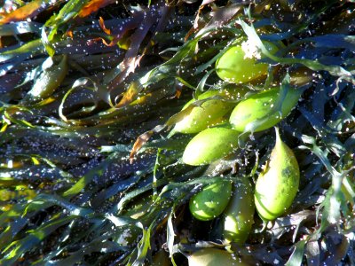 Sandy seaweed