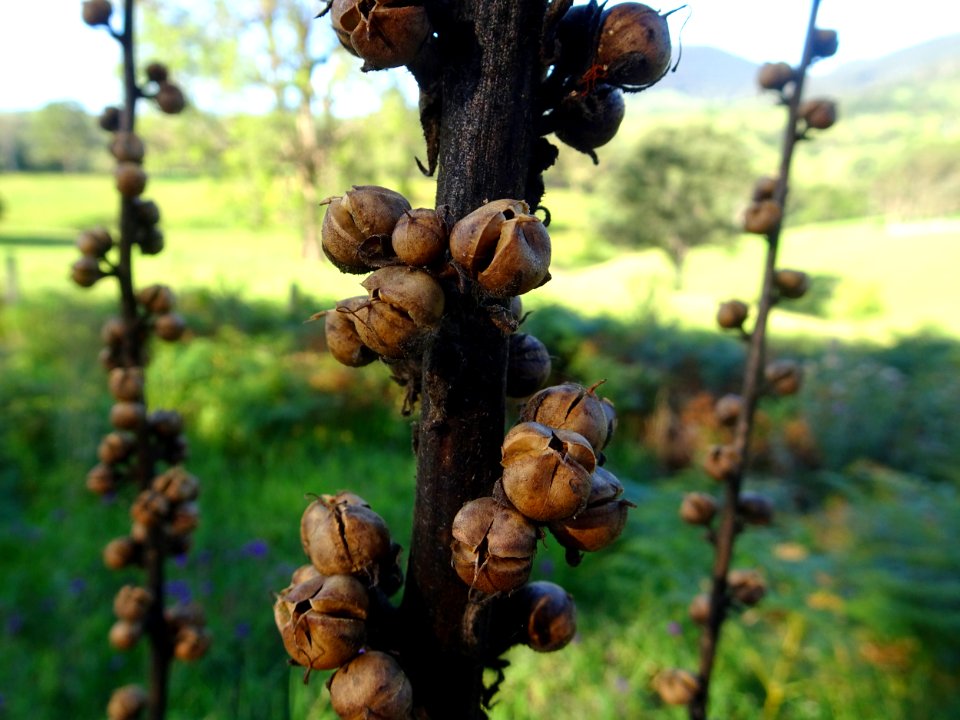 Roadside seed pods