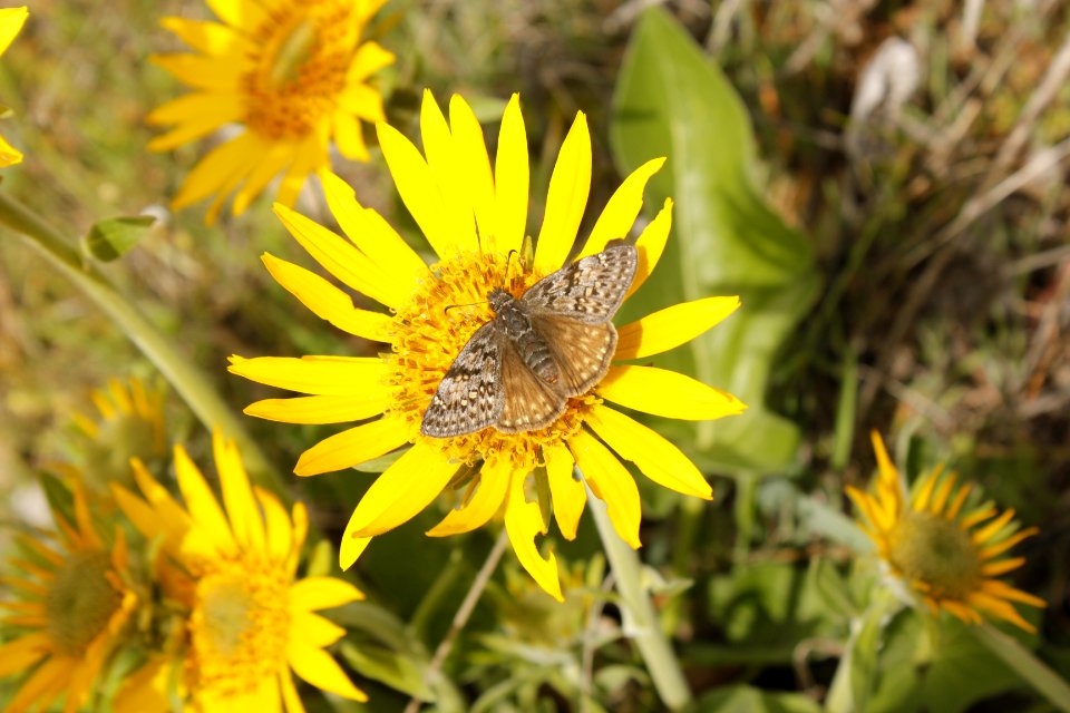 CRG LyleBalsamroot