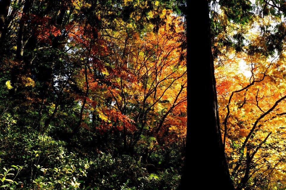 Washington Park Arboretum