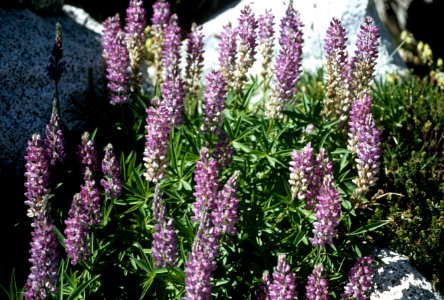 Mountain lupine.jpg