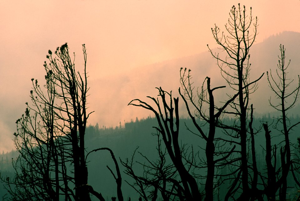 368 Okanogan-Wenatchee National Forest
