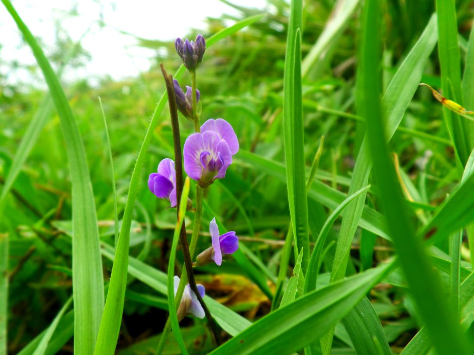 Beautiful little flowers
