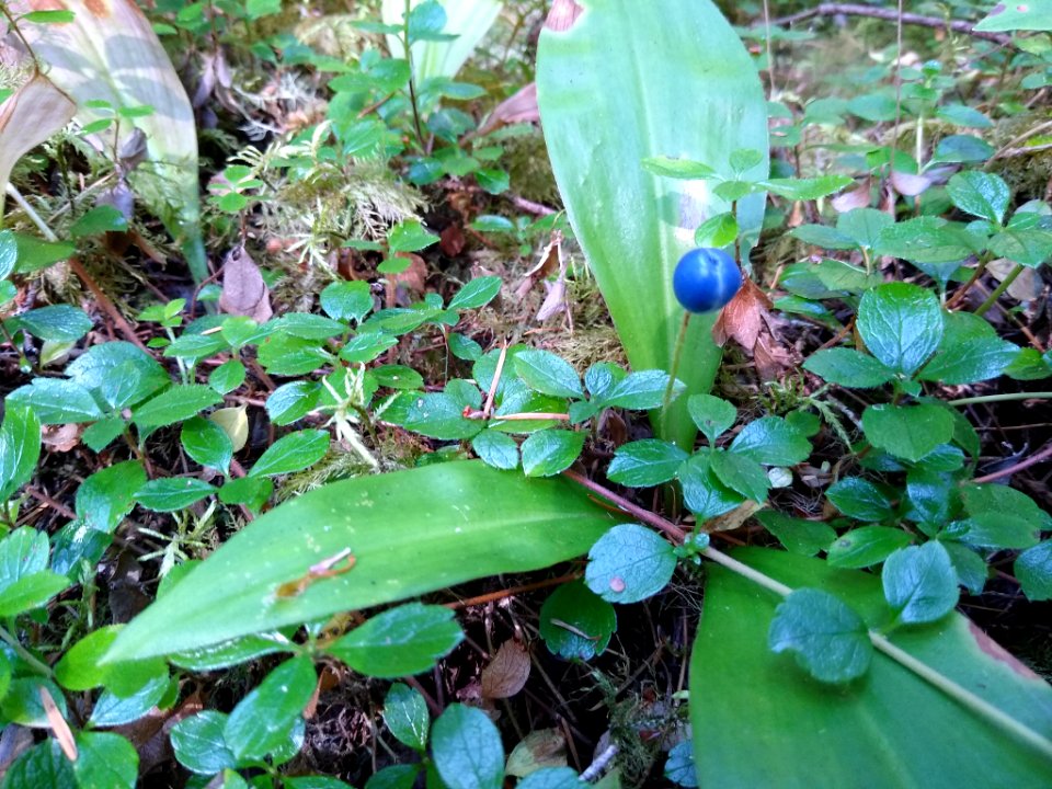 Berry of the queen's cup lily along Old Sauk Trail, Mt. Baker-Snoqualmie National Forest. Photo by Anne Vassar July 30, 2020.