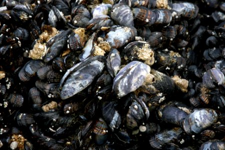 Blue Mussels, Siuslaw National Forest
