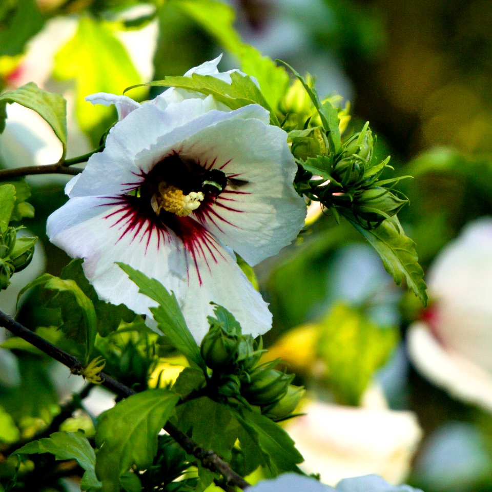 Rose of Sharon