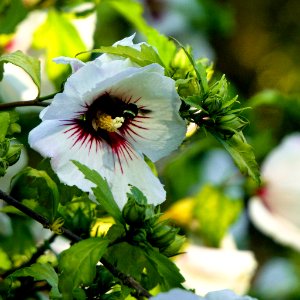 Rose of Sharon photo