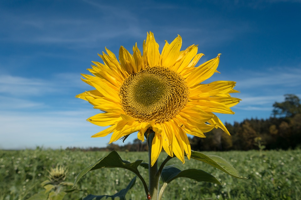 Yellow nature blossom