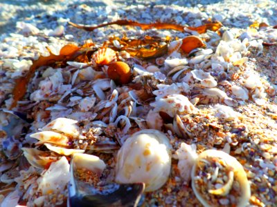 Seashells photo